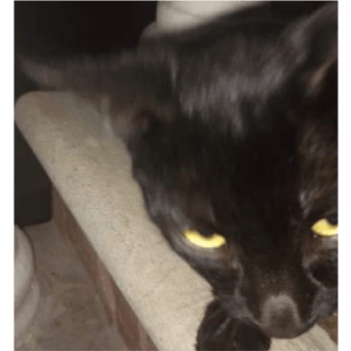 Gato 1