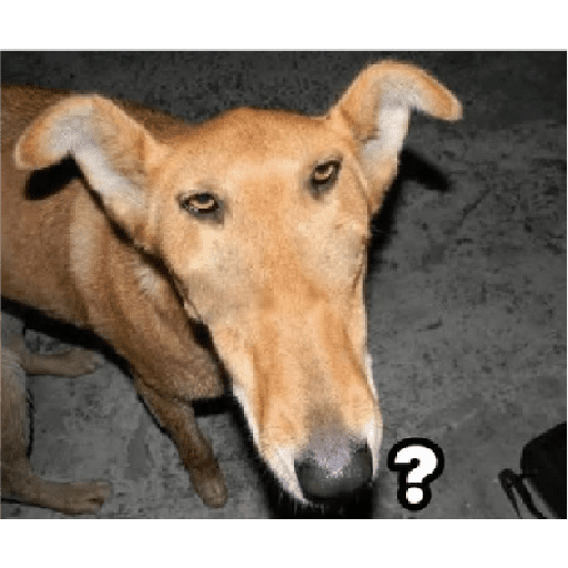 Animais desconfiados  2