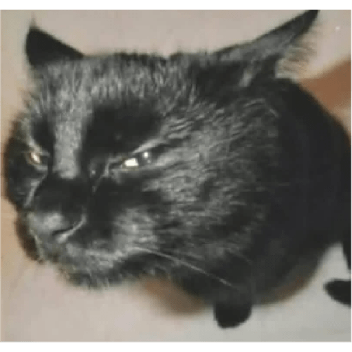 Animais desconfiados  3