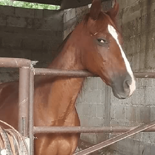 Animais desconfiados  1