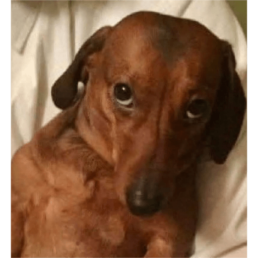 Animais desconfiados  4