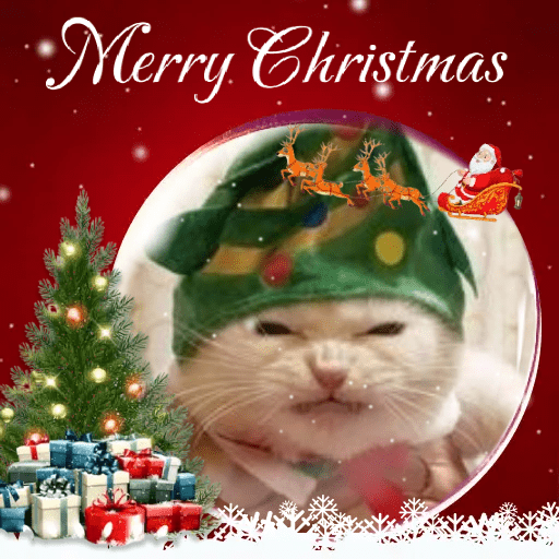 GATINHOS NATALINOS 🎄🐈 16