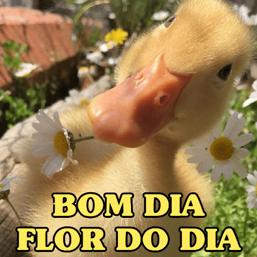 PATINHOS EXPRESSIVOS 🐥🦆 8