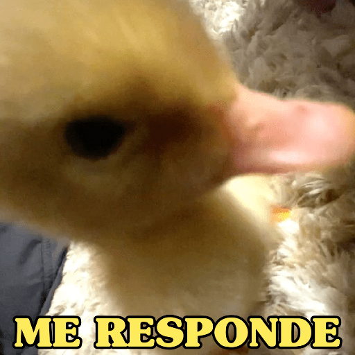 PATINHOS EXPRESSIVOS 🐥🦆 7