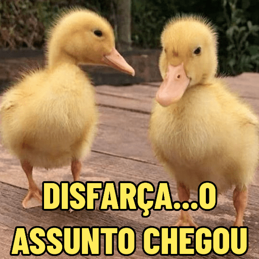 PATINHOS EXPRESSIVOS 🐥🦆 12
