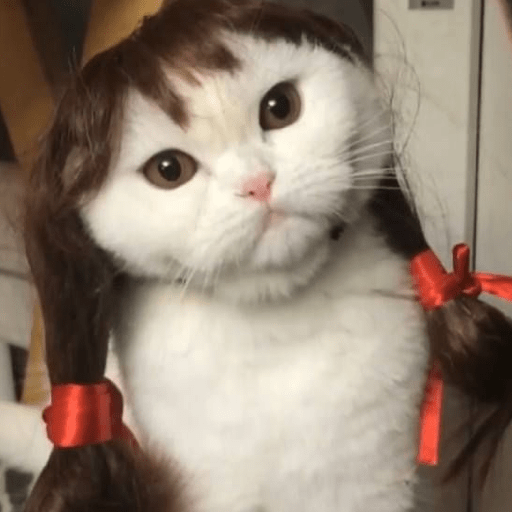 GATOS DE PERUCA 😸