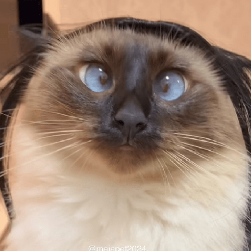 GATOS DE PERUCA 😸