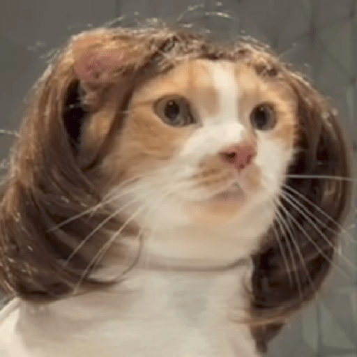 GATOS DE PERUCA 😸