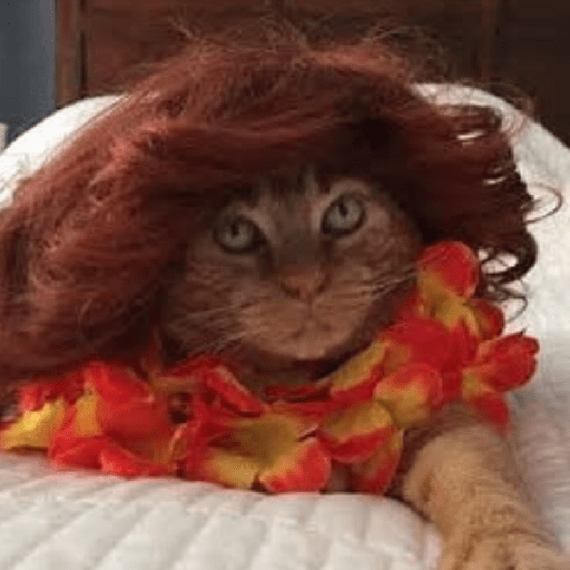 GATOS DE PERUCA 😸