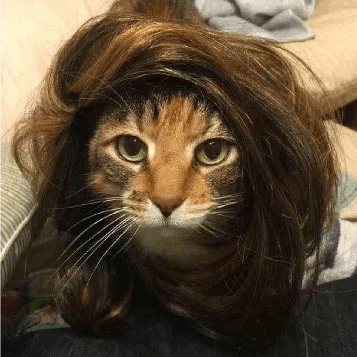 GATOS DE PERUCA 😸