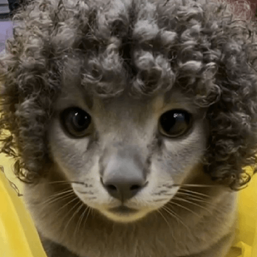 GATOS DE PERUCA 😸