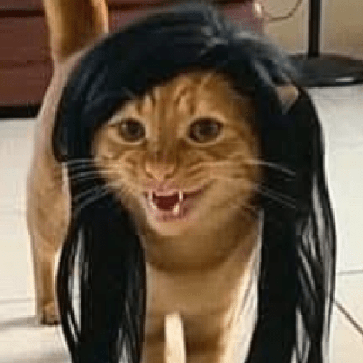 GATOS DE PERUCA 😸