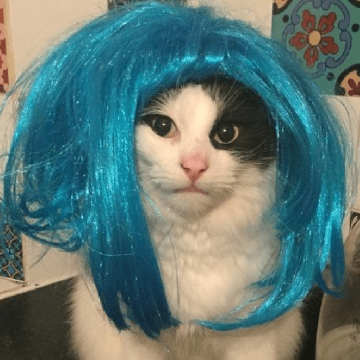 GATOS DE PERUCA 😸