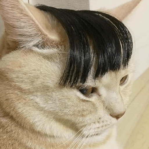 GATOS DE PERUCA 😸