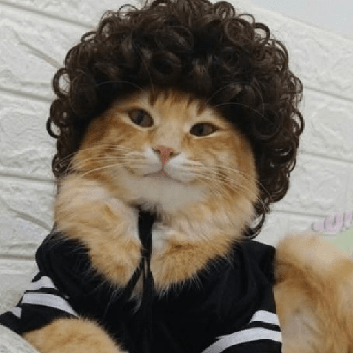 GATOS DE PERUCA 😸