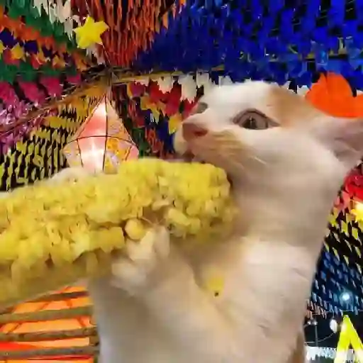 FESTA JUNINA ANIMADA 🌽 10