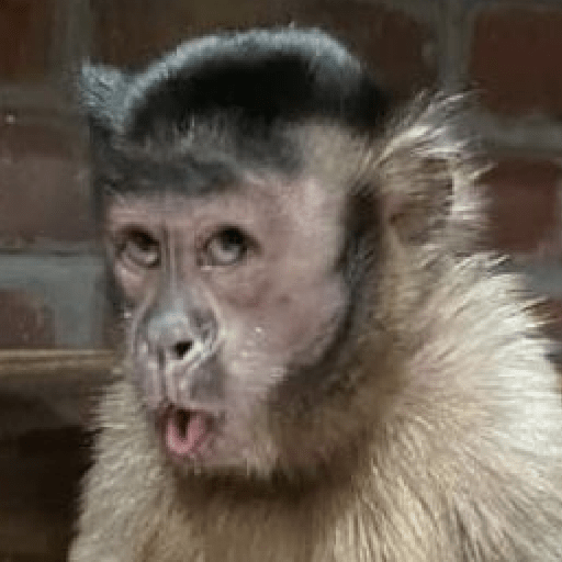 MEMES DO MACAQUINHO 🐒 4