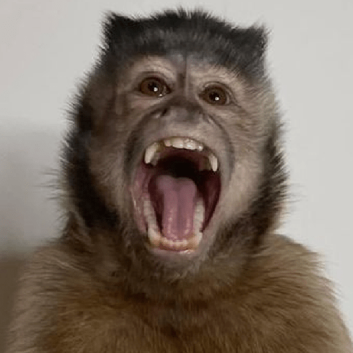 MEMES DO MACAQUINHO 🐒 16