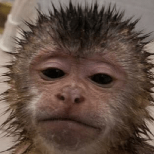 MEMES DO MACAQUINHO 🐒 12