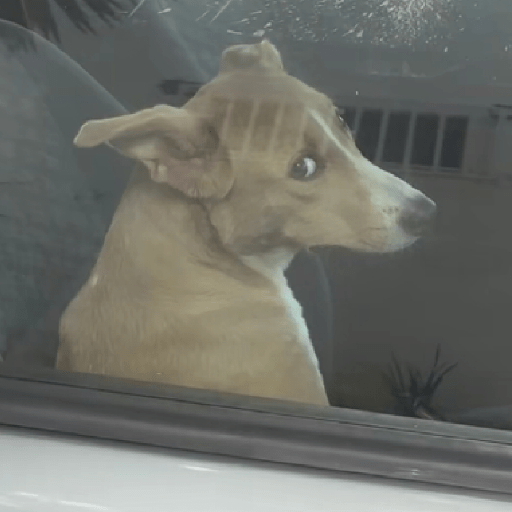 REAÇÕES DE CACHORROS FOFOS 🐶 15