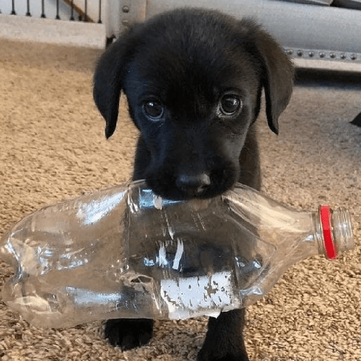 REAÇÕES DE CACHORROS FOFOS 🐶 13