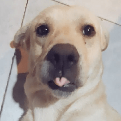 REAÇÕES DE CACHORROS FOFOS 🐶 12