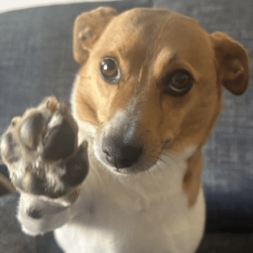 REAÇÕES DE CACHORROS FOFOS 🐶 9