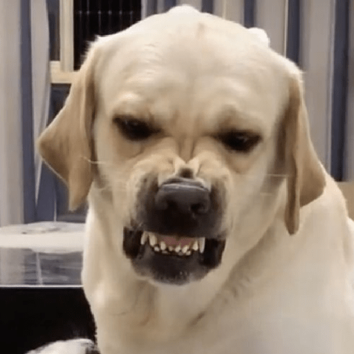 REAÇÕES DE CACHORROS FOFOS 🐶 8
