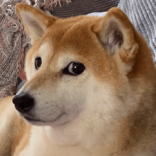 REAÇÕES DE CACHORROS FOFOS 🐶 7