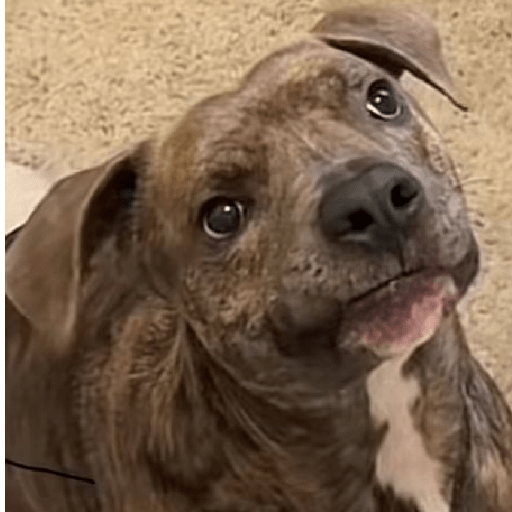 REAÇÕES DE CACHORROS FOFOS 🐶 4
