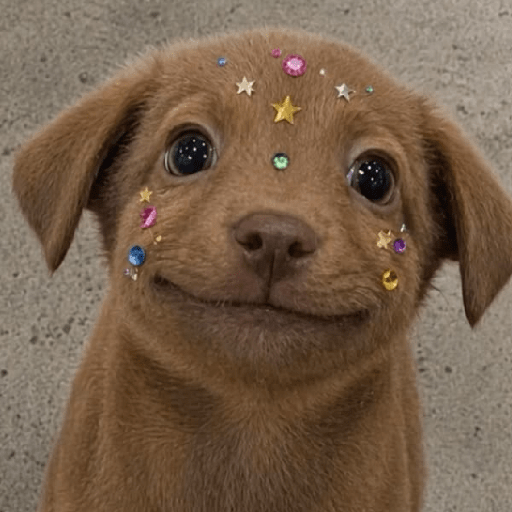 REAÇÕES DE CACHORROS FOFOS 🐶 10