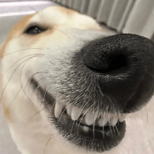 REAÇÕES DE CACHORROS FOFOS 🐶 3