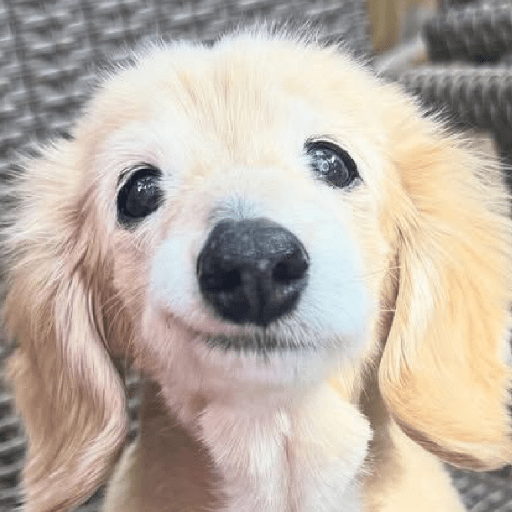 REAÇÕES DE CACHORROS FOFOS 🐶 6