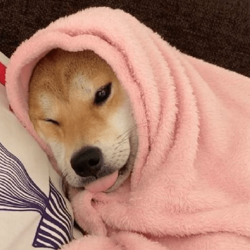 REAÇÕES DE CACHORROS FOFOS 🐶 5