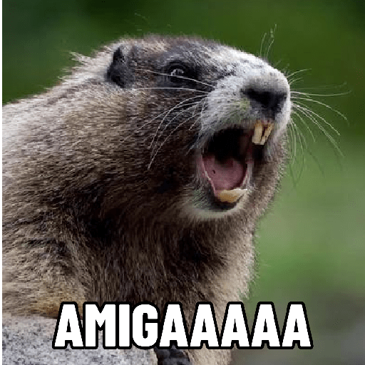 Marmota gritando 📢