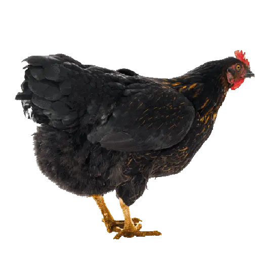 🐔 Frango 🐔 🐔 🐔