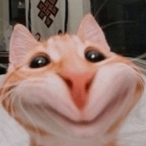 🐾 Memes de gatinhos