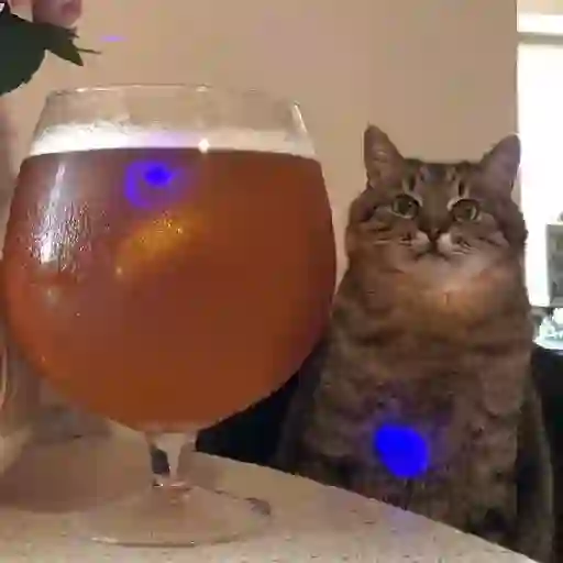 Stepan Cat
