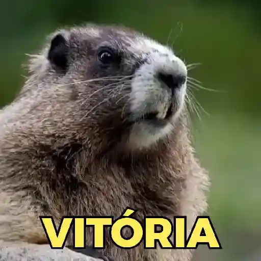 Marmota gritando nome 3️⃣