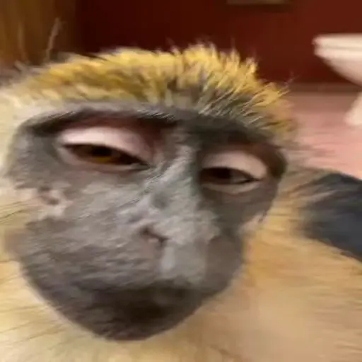 Macaquinhos 🐒