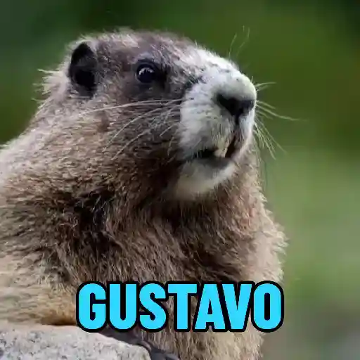 Marmota gritando nome 2️⃣