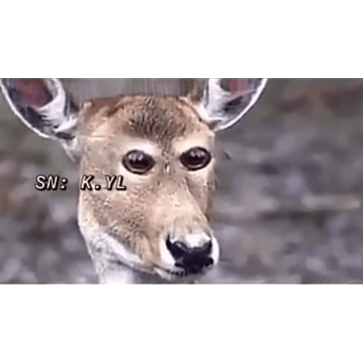 ااا 29