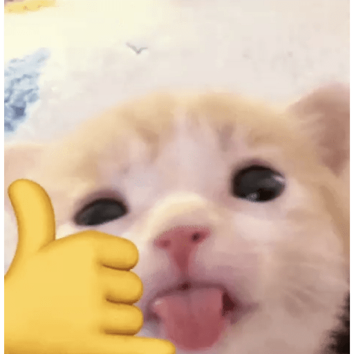Gatinhos  4