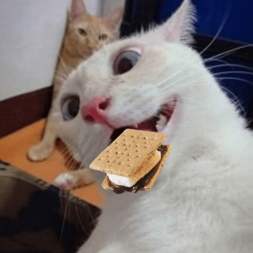 Gatinhos  6