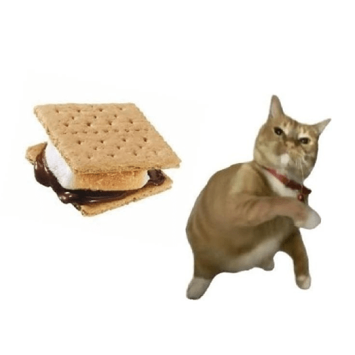 Gatinhos  5