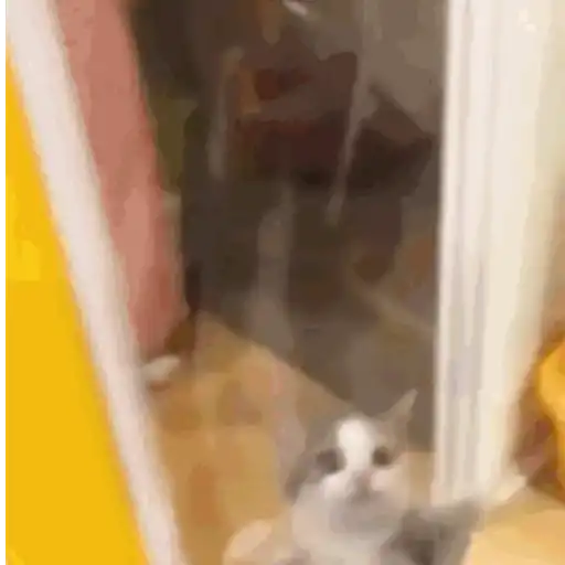 Kucing gerak 2