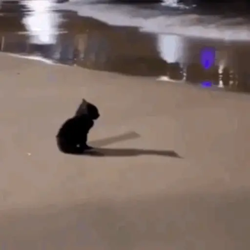 Kucing gerak 3