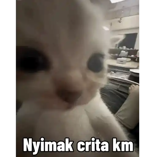 Kucing gerak 5