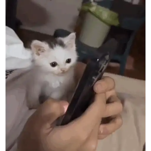 Kucing gerak 6