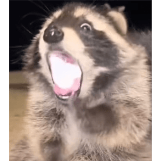 Doggo 10